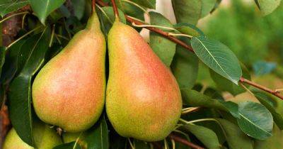 Learn About Pear Tree Pollination - gardenerspath.com