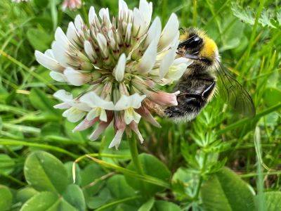 What Is a Bee Lawn? Plus How to Plant One - bhg.com - state Minnesota