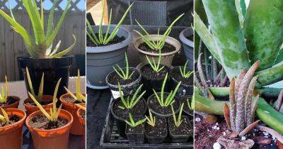 How to Propagate Aloe Vera from Pups + Force it to Grow More Pups - balconygardenweb.com