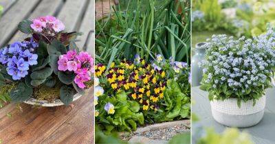 30 Best Dainty Flowers | Beautiful Tiny Flowers for Containers - balconygardenweb.com