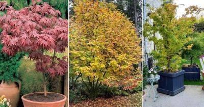 14 Maple Trees with Unique Leaves and Colors - balconygardenweb.com - Japan
