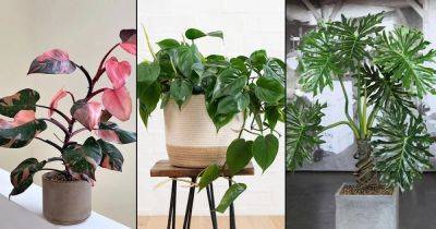 6 Best Easy to Grow Philodendron Varieties Indoors - balconygardenweb.com