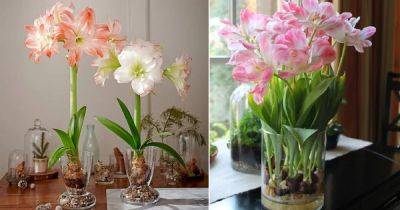 How to Grow Any Bulb in a Glass of Water - balconygardenweb.com