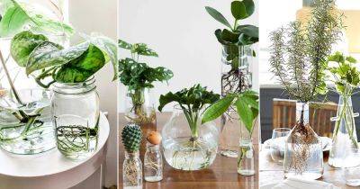 23 Houseplants in Water Centerpiece Ideas - balconygardenweb.com