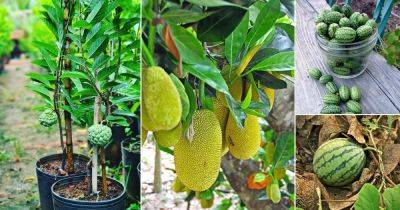 35 Best Green Fruits with Pictures - balconygardenweb.com - Mexico