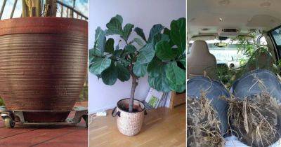 6 Tips on How to Transport Large Houseplants - balconygardenweb.com