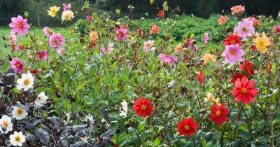 8 things you need to know about growing dahlias - gardenersworld.com - Usa - Britain - Mexico - Guatemala