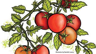 Tomatoes on Steroids - gardengatemagazine.com