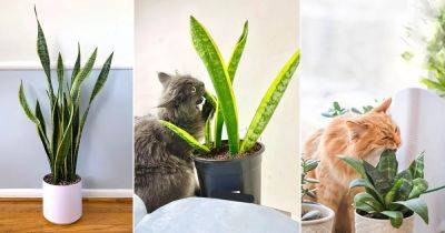Are Snake Plants Toxic to Cats | Are Snake Plants Safe for Cats? - balconygardenweb.com - Usa
