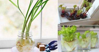 12 Delicious Edibles You Can Re-Grow in Water - balconygardenweb.com - China
