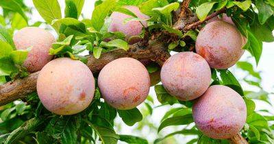 How to Grow Plumcots and Pluots - gardenerspath.com - Usa