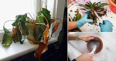 How to Treat Root Rot in Houseplants Like a Pro - balconygardenweb.com