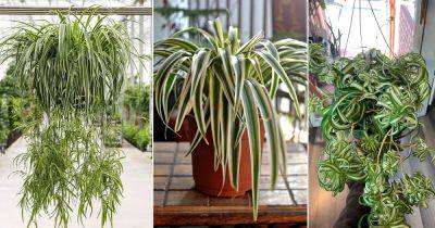 8 Most Stunning Variegated Spider Plants You Can Grow - balconygardenweb.com