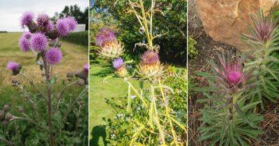 13 Native Weeds with Thistles - balconygardenweb.com - Scotland