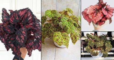 30 Stunning Types of Rex Begonia Varieties - balconygardenweb.com
