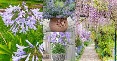 25 Beautiful Types of Lilac Flowers - balconygardenweb.com - South Africa - Japan