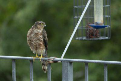 Sparrowhawk: September 2023 bird of the month - theenglishgarden.co.uk - Britain - Ireland