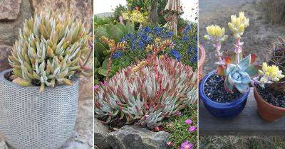 24 Best Types of Dudleya You Must Grow - balconygardenweb.com - state California - state Oregon