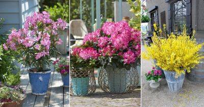 38 Stunning Texas Flowering Shrubs for the Garden - balconygardenweb.com - China - India - state Texas