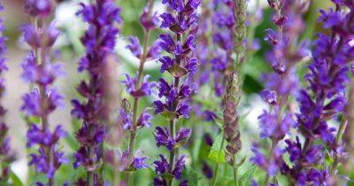 How To Grow And Care For Salvia - gardenersworld.com - Greece