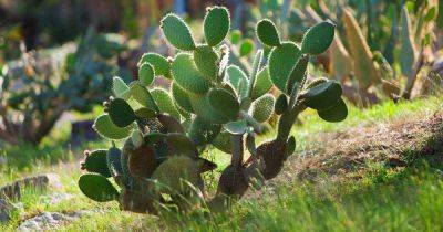 How to Identify and Control 11 Cactus Pests - gardenerspath.com