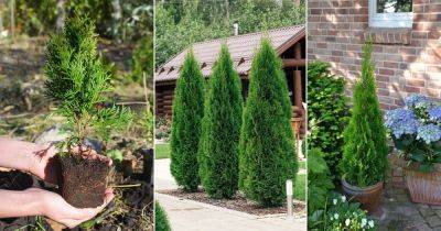 How to Plant Thuja | Care and Growing Arborvitae - balconygardenweb.com - Usa