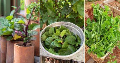 11 Malabar Spinach Benefits That'll Make You Grow It - balconygardenweb.com - India