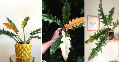 Philodendron Ring of Fire Growing Guide - balconygardenweb.com - Brazil