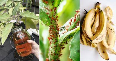 How to Use Banana Peels to Get Rid of Aphids - balconygardenweb.com