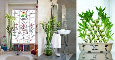 Best Places in Home to Keep Lucky Bamboo - balconygardenweb.com