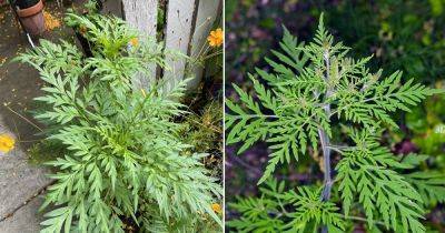 Ambrosia Artemisiifolia Plant Information | Annual Ragweed - balconygardenweb.com - Usa - China