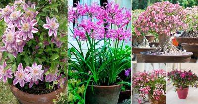 100 Best Pink Flowers for Garden and Containers - balconygardenweb.com - Mexico