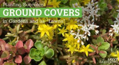 Succulent Ground Cover Options for Gardens - savvygardening.com - Canada