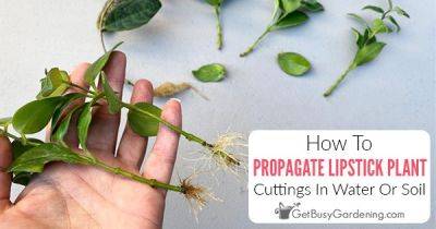 How To Propagate Lipstick Plant (Aeschynanthus) In Water Or Soil - getbusygardening.com