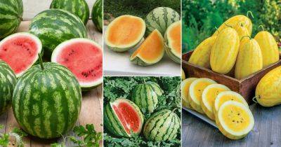 19 Sweetest Watermelon Varieties + How to Pick the Sweetest Watermelon - balconygardenweb.com
