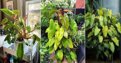 Everything About Growing Philodendron Painted Lady - balconygardenweb.com