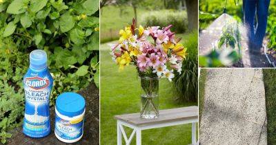 15 Fantastic Bleach Uses in the Garden - balconygardenweb.com - county Garden