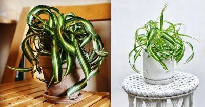 Curly Spider Plant Care | Growing Chlorophytum Bonnie - balconygardenweb.com