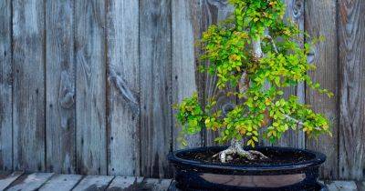 How to grow and care for an indoor bonsai tree - gardenersworld.com - Japan