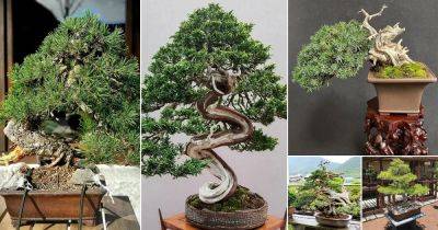 31 Best Shohin Bonsai Tree Pictures | Chinese Elm Shohin Bonsai - balconygardenweb.com - China - Japan