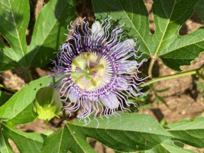 What Is It? Wednesday – Passionflower - hgic.clemson.edu