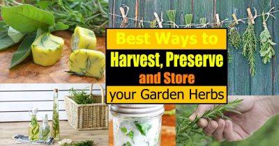Best Ways To Harvest, Preserve & Store Your Garden Herbs - balconygardenweb.com