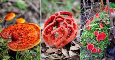 16 Types of Red Mushrooms: Identification and Uses - balconygardenweb.com