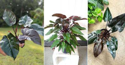 How to Grow and Care For Philodendron Bloody Mary - balconygardenweb.com - Brazil