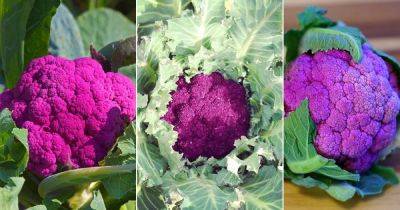 18 Types of Purple Cauliflower Varieties for the Garden - balconygardenweb.com - South Africa - Italy - region Mediterranean