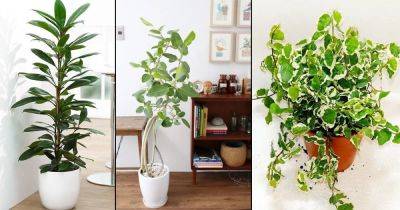 8 Types of Indoor Ficus Plants | Best Ficus Trees for Home - balconygardenweb.com - Australia