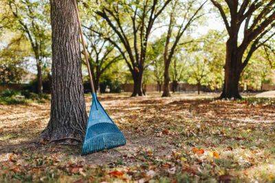 Skip the Rake and Leave the Leaves for a Healthier, Greener Yard - treehugger.com