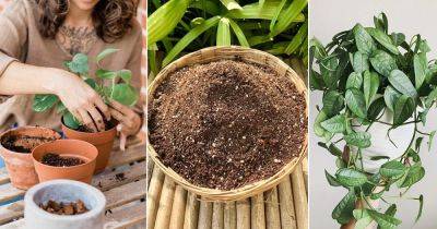 Ultimate Guide to Homemade Potting Mixes for Indoor Plants - balconygardenweb.com