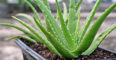 How to Transplant or Repot Aloe Vera in 3 Simple Steps - gardenerspath.com
