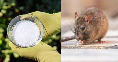 Is Killing Rats with Salt Possible? Find Out! - balconygardenweb.com